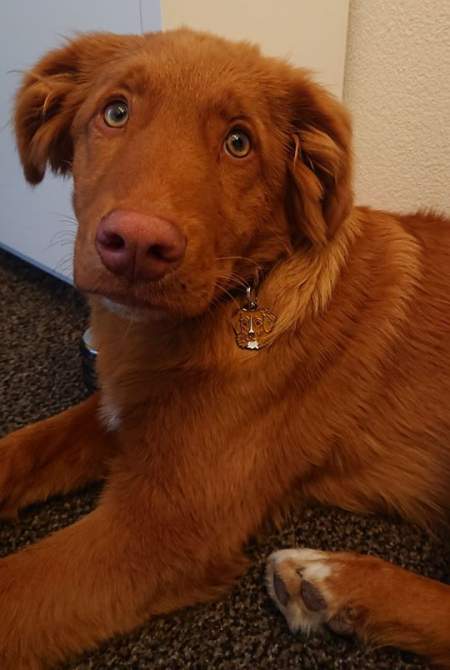 nova scotia duck tolling retriever bobby.jpg